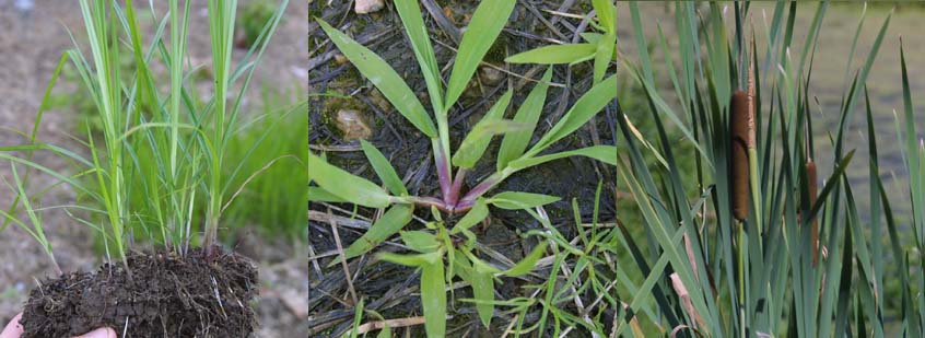 creeping weeds identification