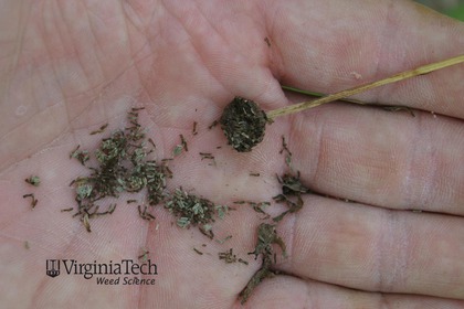 Weed photograph 2