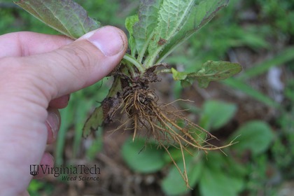 Weed photograph 1