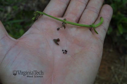 Weed photograph 2