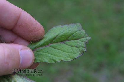 Weed photograph 3