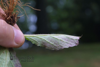 Weed photograph 4