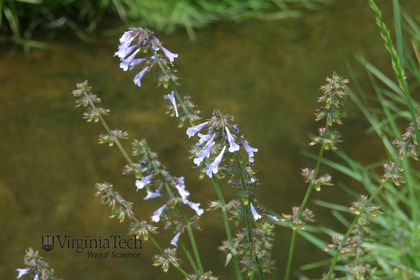 Weed photograph 6