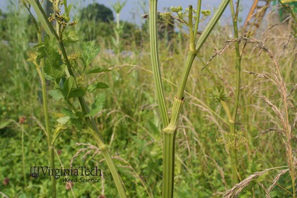 Weed photograph 2