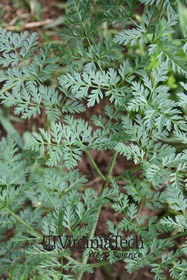 Weed photograph 4