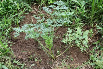 Weed photograph 5
