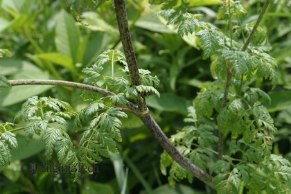 Weed photograph 6