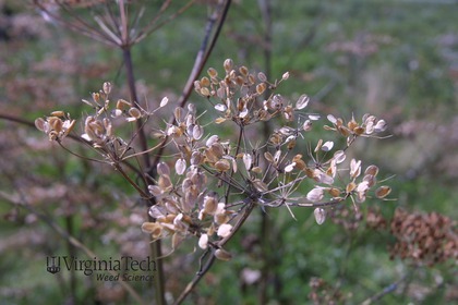 Weed photograph 7