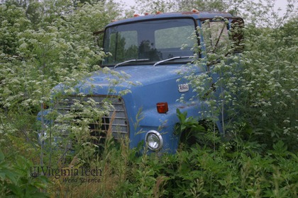 Weed photograph 8