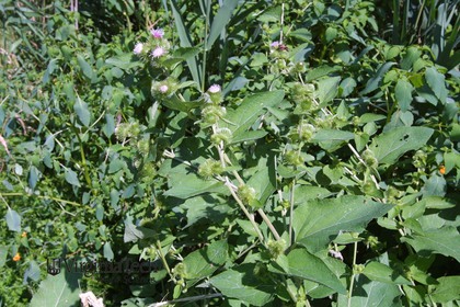 Weed photograph 5
