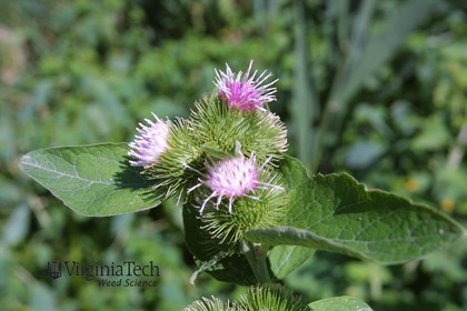 Weed photograph 6