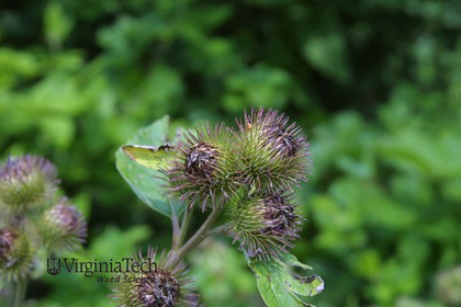 Weed photograph 7
