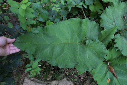Weed photograph 8