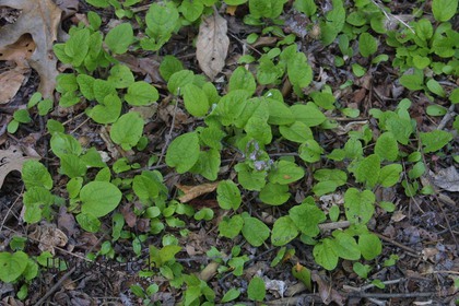 Weed photograph 9