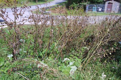 Weed photograph 10