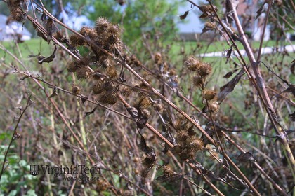 Weed photograph 11