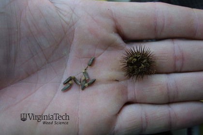 Weed photograph 12