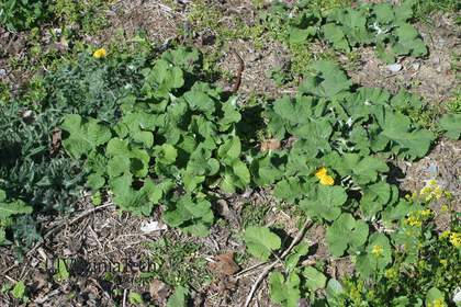 Weed photograph 13