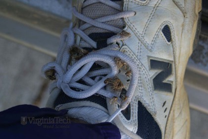 Weed photograph 14