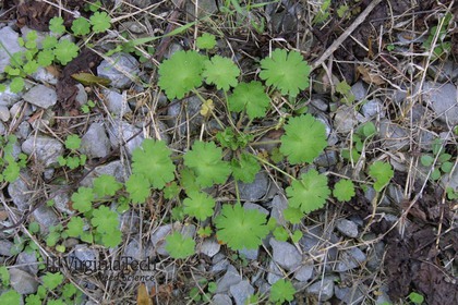 Weed photograph 2