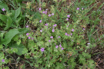 Weed photograph 4