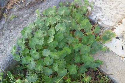 Weed photograph 5