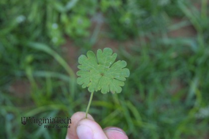 Weed photograph 6