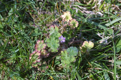 Weed photograph 7