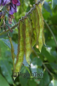 Weed photograph 2