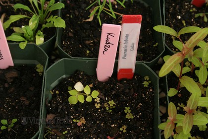 Weed photograph 4