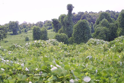Weed photograph 5