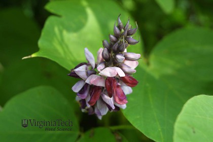 Weed photograph 8
