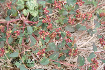 Weed photograph 4
