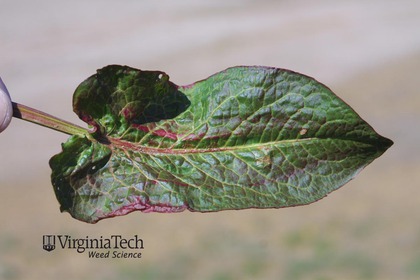 Weed photograph 7