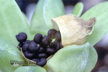 Weed photograph 2