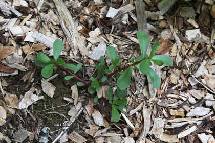 Weed photograph 4