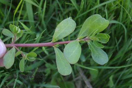 Weed photograph 5