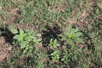 Weed photograph 6