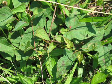 Weed photograph 2