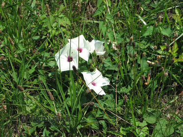 Weed photograph 3
