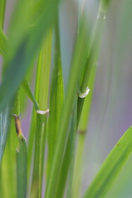 Weed photograph 2