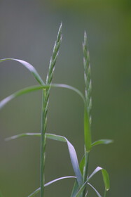 Weed photograph 3