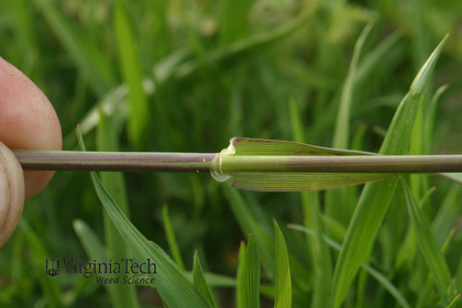 Weed photograph 4