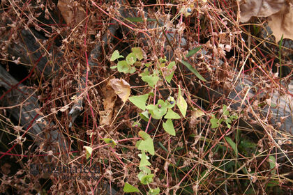 Weed photograph 2
