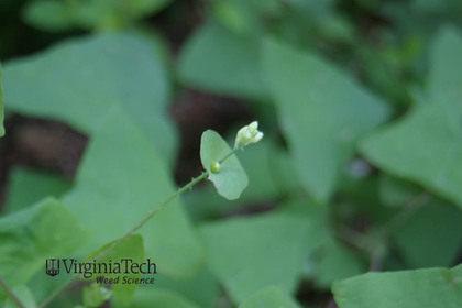 Weed photograph 3