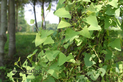 Weed photograph 4