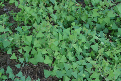 Weed photograph 6