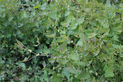 Weed photograph 7