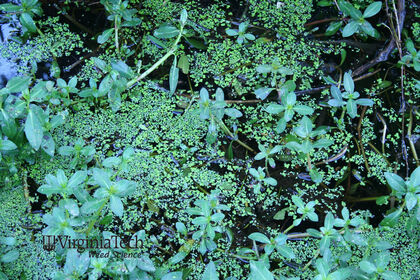 Weed photograph 2