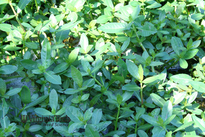 Weed photograph 4
